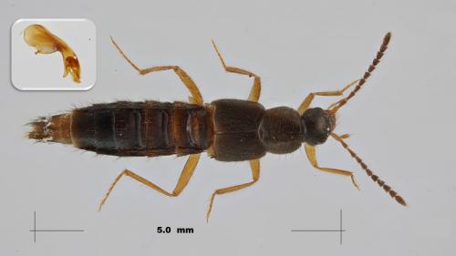 Réf. 275 299 : Ocalea picata
