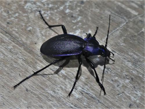 Réf. 275 015 : Carabus problematicus