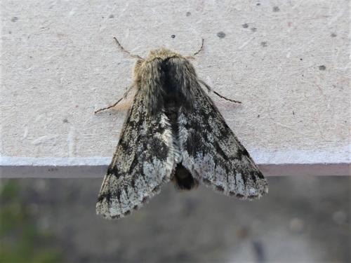 Réf. 275 279 : Apocheima hispidaria