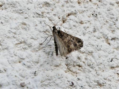 Agriopis leucophaearia