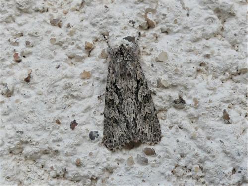 Xylocampa areola
