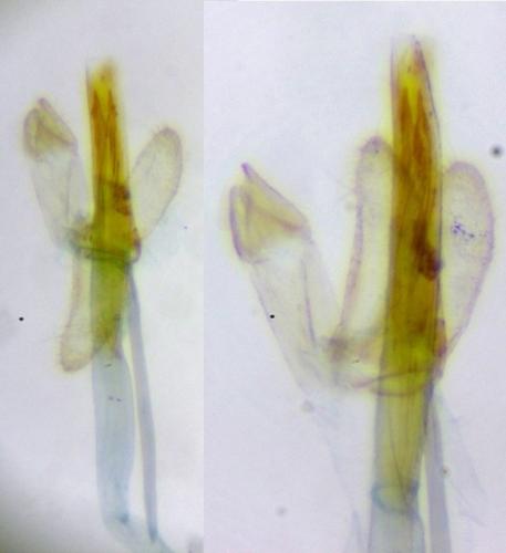 Réf. 275 906 : Tinea pellionella