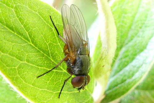 Réf. 275 869 : Fannia lustrator