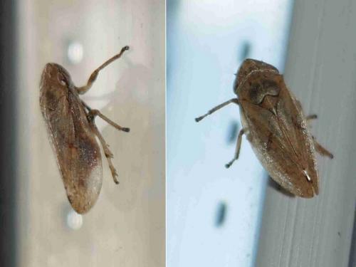 Philaenus spumarius