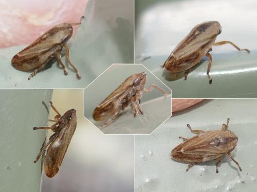 Philaenus spumarius