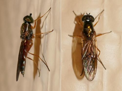 Sargus bipunctatus