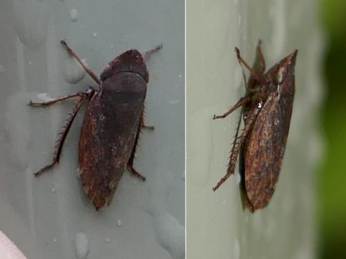 Aphrodes sp.