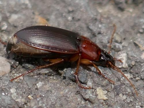 Réf. 275 081 : Calathus cinctus