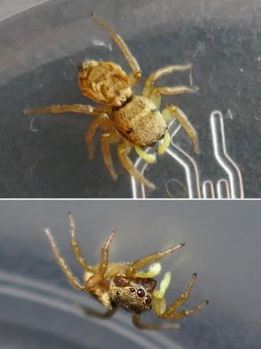 Heliophanus tribulosus
