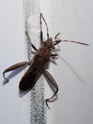 Réf. 275 016 : Camptopus lateralis