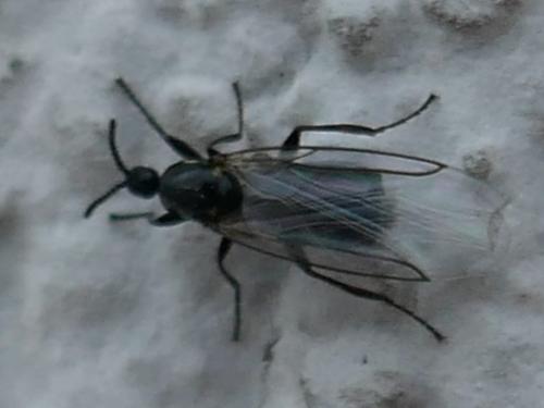 Réf. 275 011 : Scatopse notata