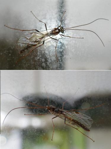 Ophion (obscuratus)
