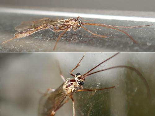 Ophion (obscuratus)