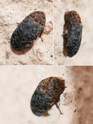 Réf. 275 969 : Dermestes undulatus
