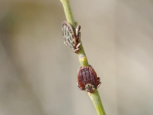 Réf. 275 678 : Dermacentor sp.