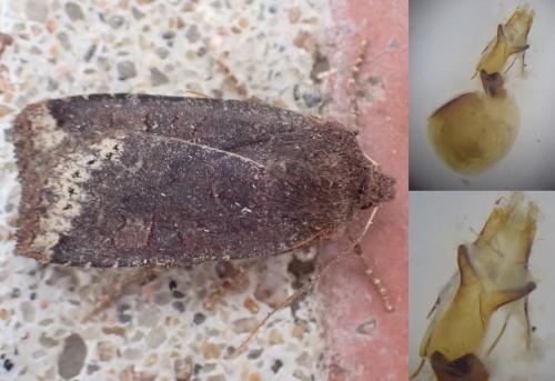 Réf. 275 079 : Conistra ligula