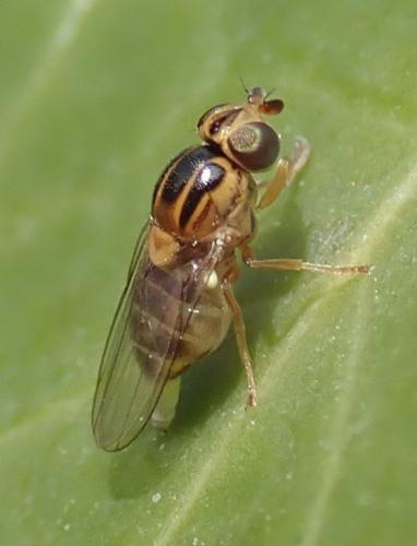 Réf. 275 582 : Thaumatomyia notata