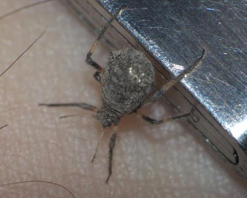 Réf. 275 446 : Cinara sp.