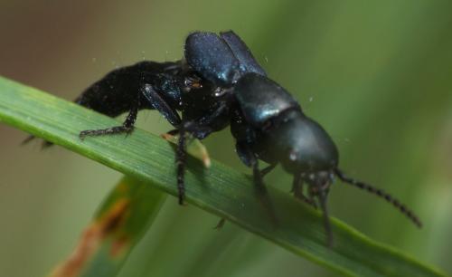 Réf. 275 353 : Ocypus ophthalmicus