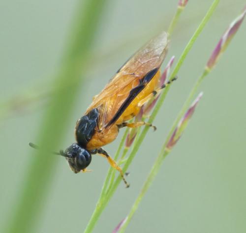 Arge ochropus