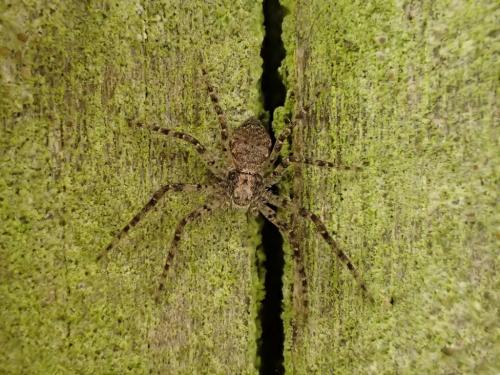 Philodromus sp.