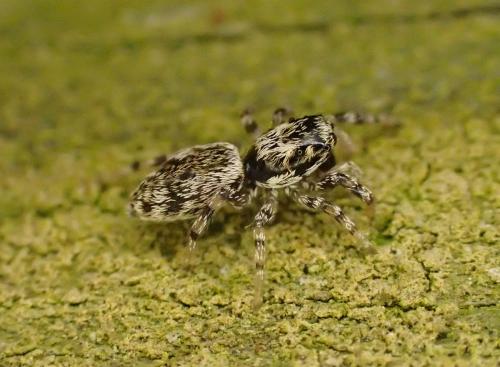 Salticus zebraneus