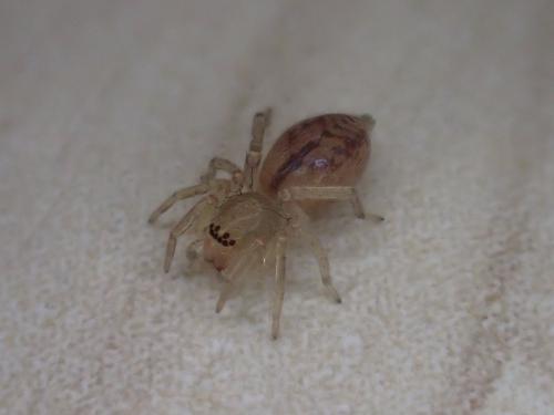 Réf. 275 201 : Clubiona comta