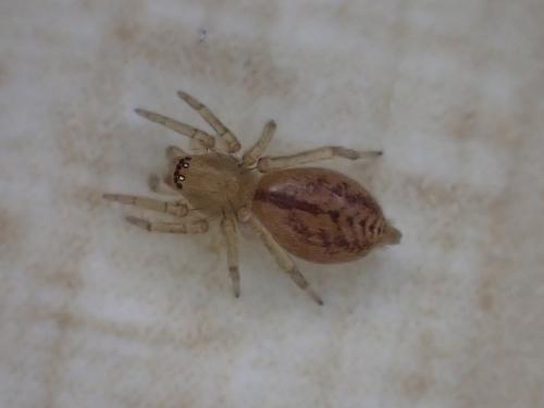 Clubiona comta
