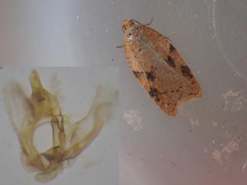 Acleris ferrugana