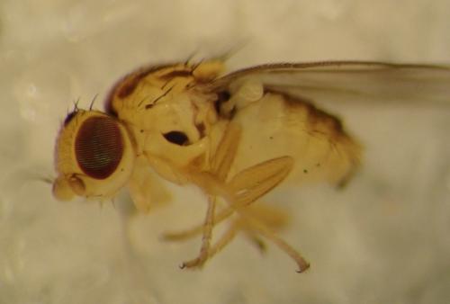 Réf. 275 357 : Trachysiphonella ruficeps