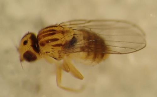 Trachysiphonella ruficeps