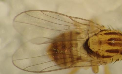Réf. 275 360 : Trachysiphonella ruficeps