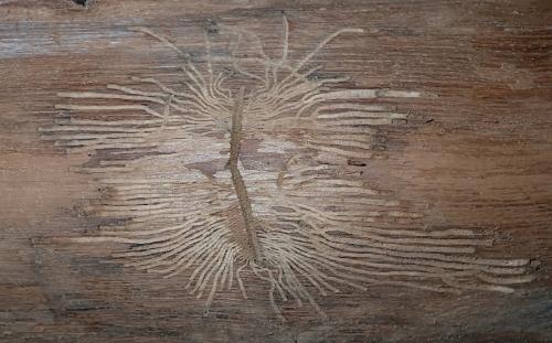Réf. 275 394 : Hylesinus varius