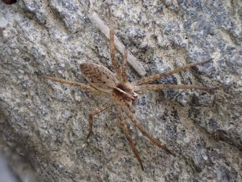 Pisaura mirabilis