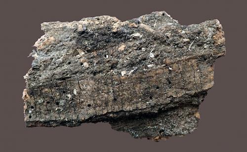 Réf. 275 469 : Hylesinus varius