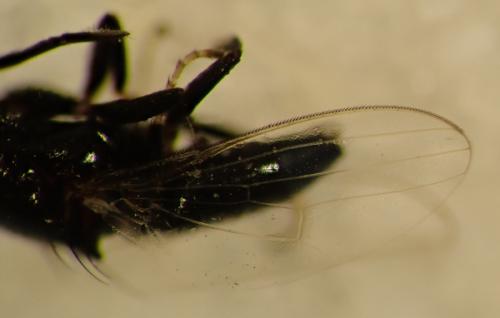 Madiza glabra