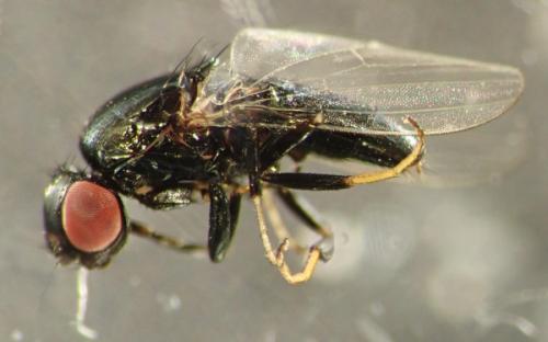 Madiza glabra