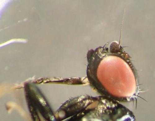 Madiza glabra