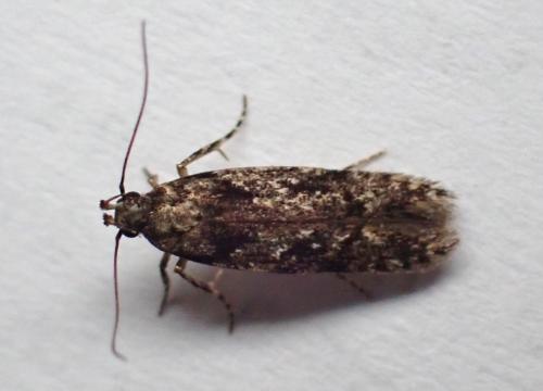 Carpatolechia decorella