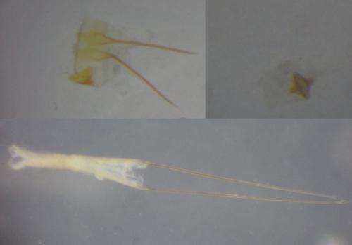 Carpatolechia decorella