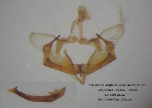 Coleophora adspersella