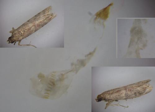 Ephestia woodiella