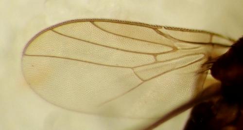 Réf. 275 601 : Trachysiphonella ruficeps