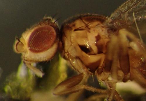 Réf. 275 599 : Trachysiphonella ruficeps