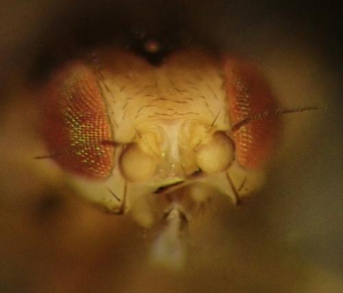 Réf. 275 600 : Trachysiphonella ruficeps