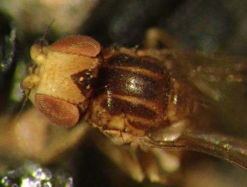 Trachysiphonella ruficeps