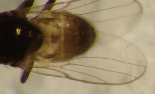 Oscinella frit