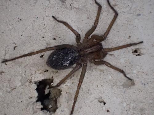 Eratigena agrestis