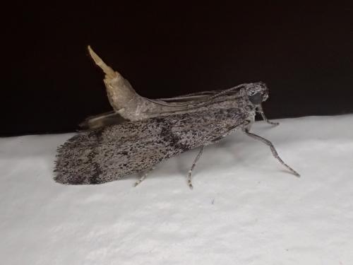 Ephestia kuehniella