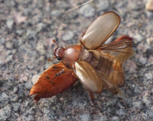 Amphimallon atrum
